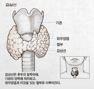 갑상선은 후두의 앞쪽아래, 기관의 양쪽에 위치하고, 좌우양엽과 이것을 잇는 협부로 이루어진다.