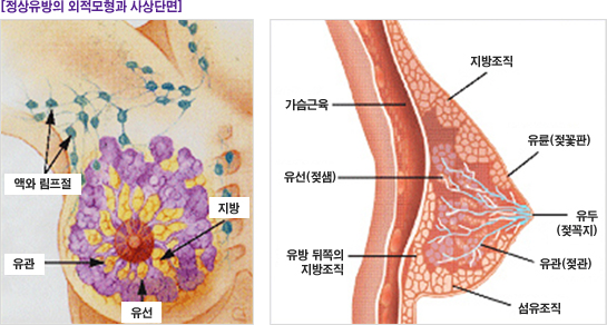 정상유방의 외적모형과 사상단면