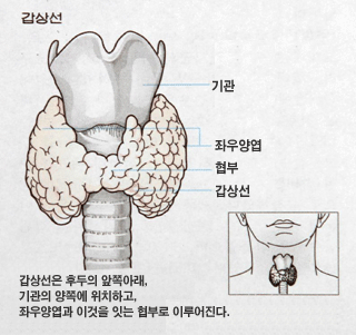 갑상선은 후두의 앞쪽아래,기관의 양쪽에 위치하고, 좌우양엽과 이것을 잇는 협부로 이루어진다. 위에서 기관, 좌우양엽,협부,갑상선순으로 이루어져 있다.